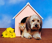 DOK 04 RK0032 06
Mixed Breed And Orange Kitten Sitting In Doghouse Together By Yellow Flowers