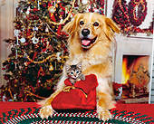 DOK 04 RK0057 06
Golden Retriever Mix Laying With Kitten In Red Santa Boot In Between Legs Christmas Setting