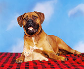 DOK 04 RK0066 04
Bullmastiff And Orange Kitten On Red And Black Material Blue Sky Clouds