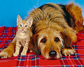 DOK 04 RK0074 02
Mixed Breed And Orange Kitten Laying Together On Red Plaid Blanket