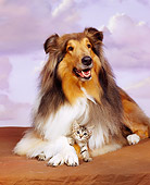DOK 04 RK0084 04
Collie And Tabby Kitten Laying On Brown Carpet Purple Sky Clouds