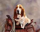 DOK 04 RK0095 01
Basset Hound And Orange Kitten On Horse Saddle And Rope Brown Mottled