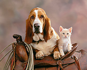 DOK 04 RK0095 05
Basset Hound And Orange Kitten On Horse Saddle And Rope Brown Mottled