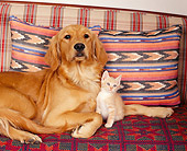 DOK 04 RK0109 05
Golden Retriever And Orange And White Kitten By Pillows
