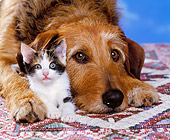 DOK 04 RK0118 02
Close Up Head Shot Of Mxed Breed With Calico Kitten Laying Closely Together