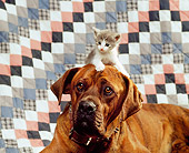 DOK 04 RK0121 04
Boxer Mix and Kitten