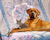 DOK 04 RK0122 06
Boxer Mix and Kitten