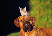 DOK 04 RK0127 09
Brown Boxer Laying With Kitten On Head