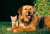 DOK 04 RK0134 04
Mixed Breed Magic Laying On Grass Next To Orange Kitten Ivy Background