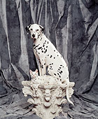DOK 04 RK0137 22
Dalmatian And Spotted Kitten On Pedestal Gray Background
