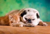 DOK 04 RC0001 01
Red Tabby Kitten Sleeping Beside Old Pug Studio