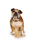DOK 04 RK0010 02
Bulldog Standing Behind Orange Kitten On White Seamless Studio