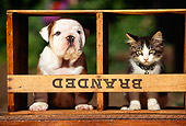 DOK 04 RK0017 07
Bulldog Puppy And Kitten Standing In Wooden Crate Facing Camera