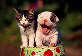 DOK 04 RK0020 02
Bulldog Puppy And Kitten Sitting Together On Top Of Apple Tin