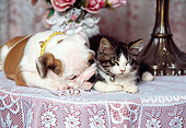 DOK 04 RK0023 06
Bulldog Puppy And Kitten Laying On Table By Flowers And Lamp