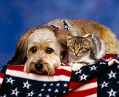DOK 04 RK0031 05
Mixed Breed And Tabby Kitten Laying Together On American Flag Blanket