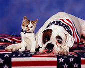 DOK 04 RK0052 01
Boxer And Tabby Kitten Sitting Together On American Flag Sheet