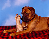 DOK 04 RK0064 09
Bullmastiff Laying With Orange Kitten On Red And Black Material Blue Sky Clouds