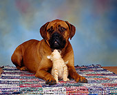 DOK 04 RK0069 01
Bullmastiff Laying With Orange Tabby Kitten On Rug Studio