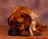 DOK 04 RK0071 13
Bullmastiff Laying With Orange Kitten Closely Brown Mottled Background