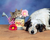 DOK 04 RK0090 02
Border Collie Laying By Two Gray Tabby Kittens Sitting In Watering Can