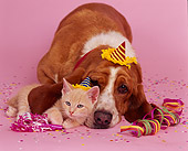 DOK 04 RK0103 07
Basset Hound And Orange Kitten Laying Together With Party Decorations On Pink Seamless