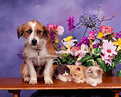 DOK 04 RK0107 01
Terrier Mix And Kittens Sitting By Flower Arrangement Mottled Background