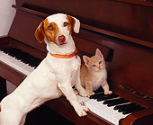 DOK 04 RK0108 01
Jack Russell Terrier And Orange Kitten On Piano Keys
