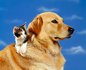 DOK 04 RK0114 07
Calico Kitten Laying On Back Of Golden Retriever Mix Sunday Blue Cloudy Sky
