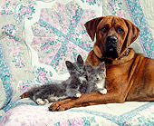 DOK 04 RK0123 03
Mixed Breed Boxer Laying With Two Gray Kittens On Quilt Studio