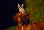 DOK 04 RK0127 10
Brown Boxer Laying With Kitten On Head