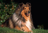 DOK 04 RK0133 23
Collie Laying On Grass With Orange Kitten