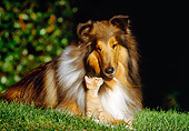 DOK 04 RK0133 25
Collie Laying On Grass With Orange Kitten