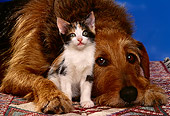 DOK 04 RK0136 06
Head Shot Of Mixed Breed With Kitten Laying Down On Quilt
