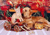 DOK 04 RK0156 08
Golden Retriever And Orange Kitten Sitting In Wagon Christmas Background