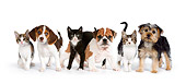 DOK 05 RK0017 01
Beagle, English Bulldog, And Yorkshire Terrier Puppies With Kittens On White Seamless