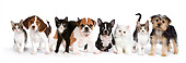DOK 05 RK0018 01
Beagle, English Bulldog, Boston Terrier, And Yorkshire Terrier Puppies With Kittens On White Seamless