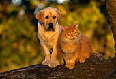 DOK 06 RK0003 02
Yellow Labrador Retriever And Domestic Cat