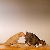 DOK 06 RS0001 01
Cat Bending Over With Mistletoe On Tail With Puppy Behind