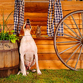 DOK 06 RS0008 03
Treeing Walker Coonhound With Tabby Kitten By Cabin