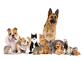 DOK 07 JE0001 01
English Bulldogs, German Shepherd, Cocker Spaniel, Cats, Dwarf Rabbit, Ferret, Rat And Guinea Pigs On White Seamless