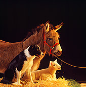 DOK 07 RS0004 01
Border Collie Lamb And Donkey Sitting On Hay Bale In Barn