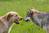 DOK 07 KH0001 01
Golden Retriever And Gray Wolf Facing Each Other On Grass