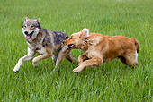 DOK 07 KH0004 01
Wolf And Golden Retriever Running On Grass