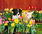 DOK 07 RS0001 02
Border Collie And Lamb In Flowers