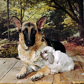DOK 07 RS0006 01
German Shepherd And Lop Eared Rabbit Trees Background