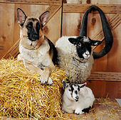 DOK 07 RS0008 02
German Shepherd Sheep And Goat In Barn