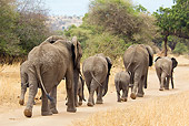 ELE 01 JM0002 01
Herd Of African Elephants Walking On Savanna Tanzania