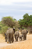 ELE 01 JM0003 01
Herd Of African Elephants Walking On Savanna Tanzania