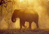 ELE 01 MH0001 01
Silhouette Of Asian Elephant Walking Through Jungle At Sunset
